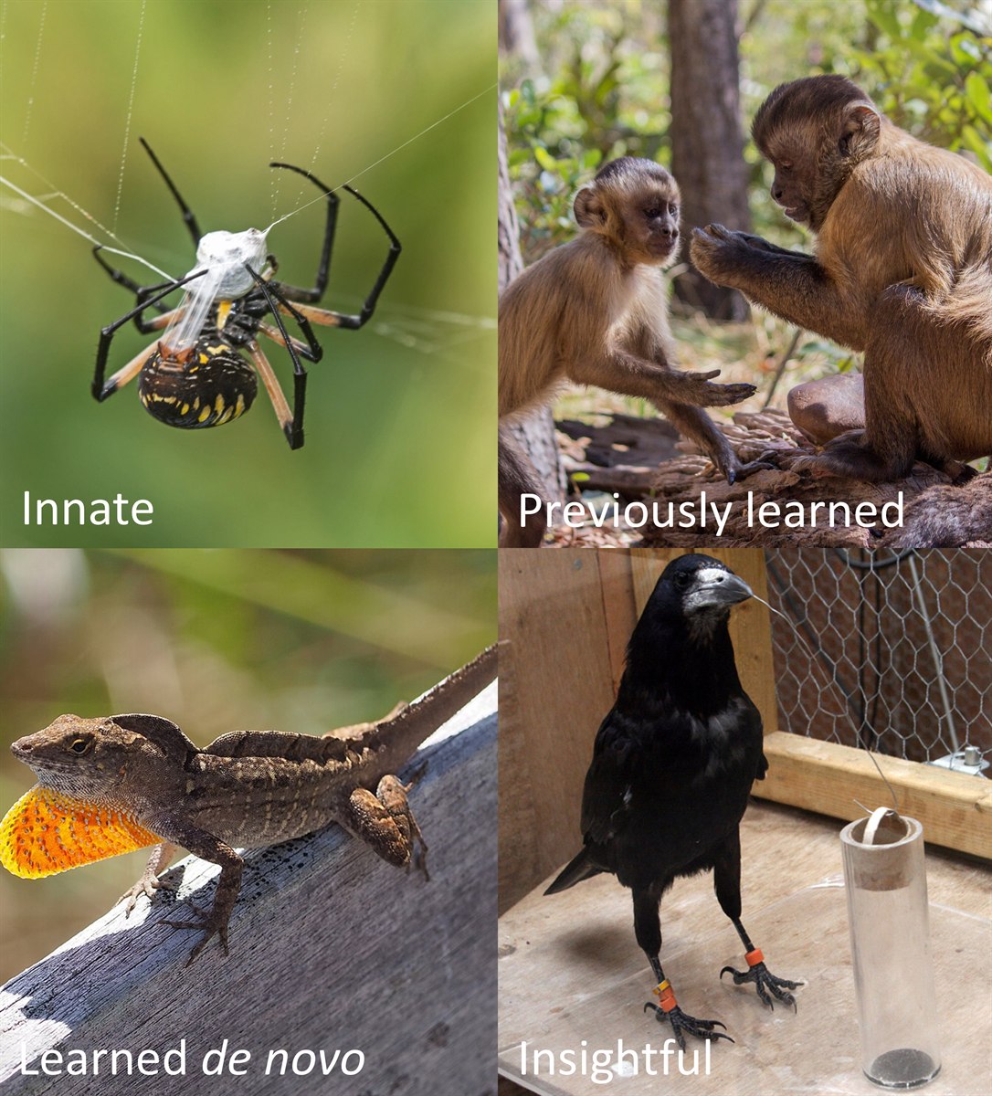 instinct-insight.jpg