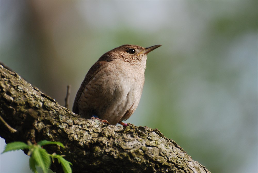 songbird-nestling.jpg