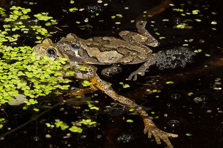 treefrog.jpg