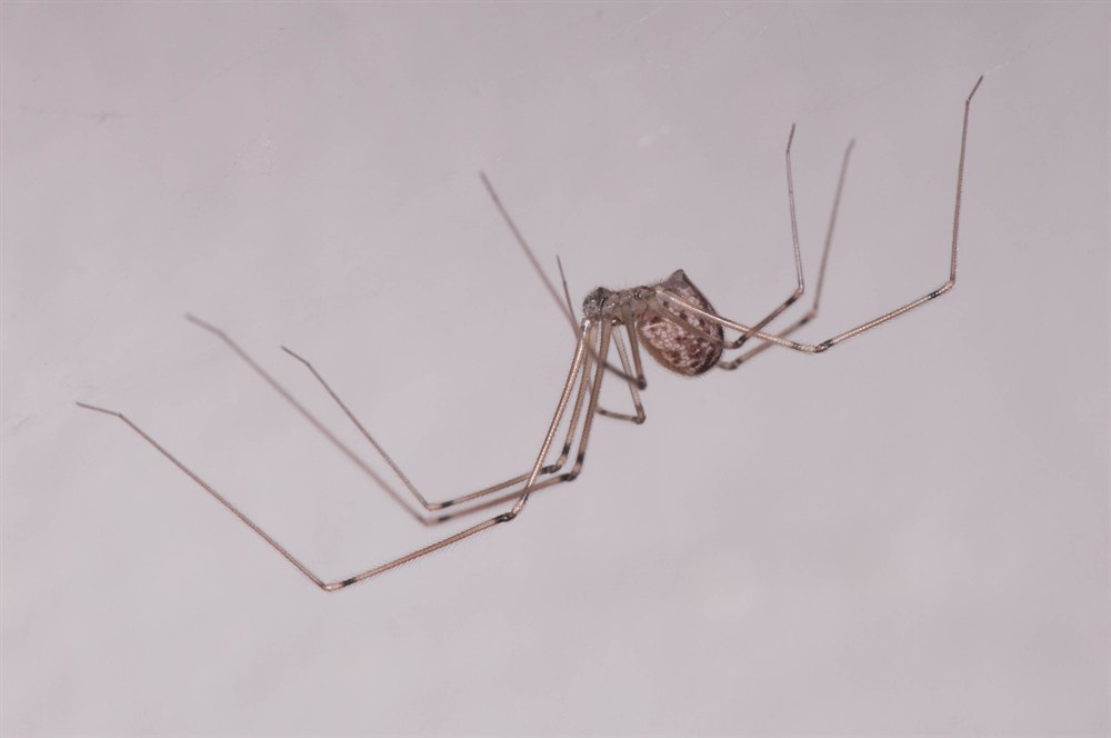 web-spider.jpg